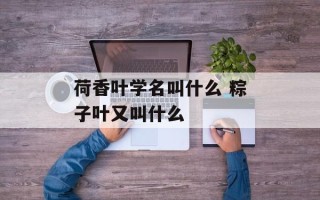 荷香叶学名叫什么 粽子叶又叫什么