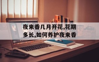 夜来香几月开花,花期多长,如何养护夜来香