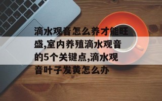 滴水观音怎么养才能旺盛,室内养殖滴水观音的5个关键点,滴水观音叶子发黄怎么办