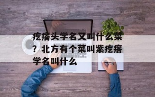 疙瘩头学名又叫什么菜？北方有个菜叫紫疙瘩学名叫什么