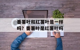 番薯叶和红薯叶是一样吗？番薯叶是红薯叶吗
