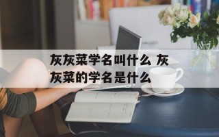 灰灰菜学名叫什么 灰灰菜的学名是什么