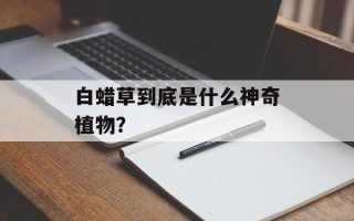 白蜡草到底是什么神奇植物？