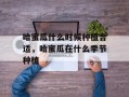 哈蜜瓜什么时候种植合适，哈蜜瓜在什么季节种植