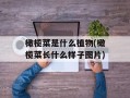 橄榄菜是什么植物(橄榄菜长什么样子图片)