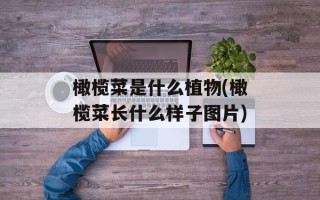 橄榄菜是什么植物(橄榄菜长什么样子图片)