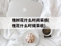 槐树花什么时间采摘(槐花什么时候采收)