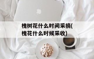 槐树花什么时间采摘(槐花什么时候采收)