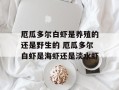 厄瓜多尔白虾是养殖的还是野生的 厄瓜多尔白虾是海虾还是淡水虾