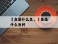鮰鱼是什么鱼，鮰鱼是什么鱼种