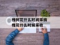 槐树花什么时间采摘 槐花什么时候采收