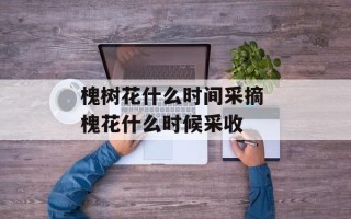 槐树花什么时间采摘 槐花什么时候采收
