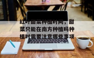 红叶甜菜种植时间，甜菜只能在南方种植吗种植时需要注意哪些事项