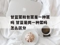 甘蓝菜和包菜是一种菜吗 甘蓝是同一种菜吗怎么区分