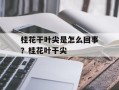 桂花干叶尖是怎么回事？桂花叶干尖