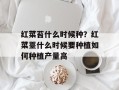 红菜苔什么时候种？红菜薹什么时候要种植如何种植产量高
