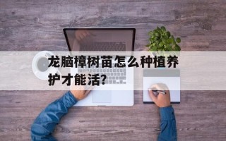 龙脑樟树苗怎么种植养护才能活？