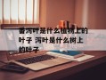 番泻叶是什么植物上的叶子 泻叶是什么树上的叶子