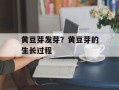 黄豆芽发芽？黄豆芽的生长过程