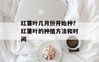 红薯叶几月份开始种？红薯叶的种植方法和时间