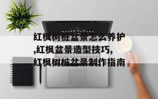 红枫树桩盆景怎么养护,红枫盆景造型技巧,红枫树桩盆景制作指南