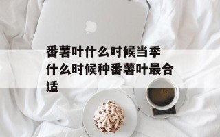 番薯叶什么时候当季 什么时候种番薯叶最合适