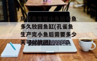 凤尾鱼生完小鱼后母鱼多久放回鱼缸(孔雀鱼生产完小鱼后需要多少天可以放回)