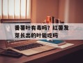 番薯叶有毒吗？红薯发芽长出的叶能吃吗