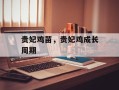 贵妃鸡苗，贵妃鸡成长周期