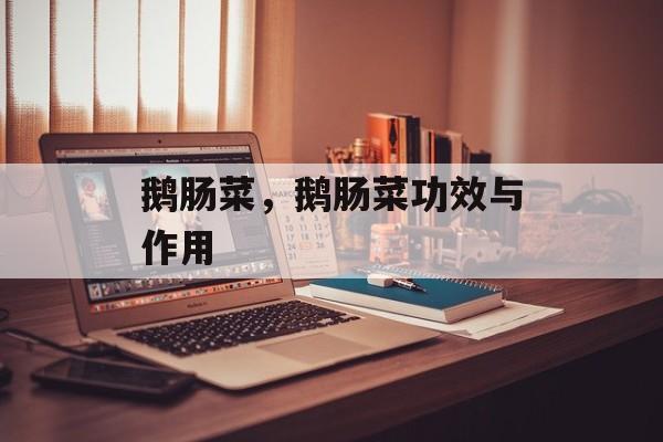 鹅肠菜，鹅肠菜功效与作用-第1张图片-