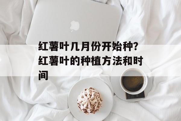 红薯叶几月份开始种？红薯叶的种植方法和时间-第1张图片-