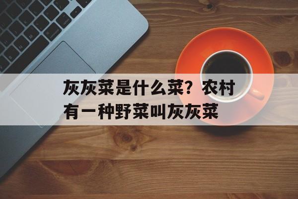 灰灰菜是什么菜？农村有一种野菜叫灰灰菜-第1张图片-