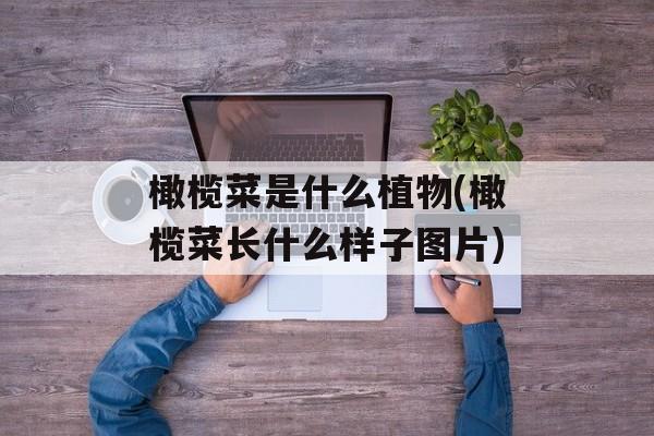 橄榄菜是什么植物(橄榄菜长什么样子图片)-第1张图片-