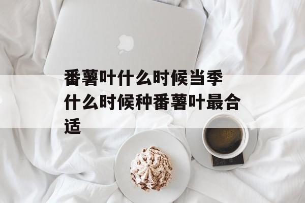 番薯叶什么时候当季 什么时候种番薯叶最合适-第1张图片-