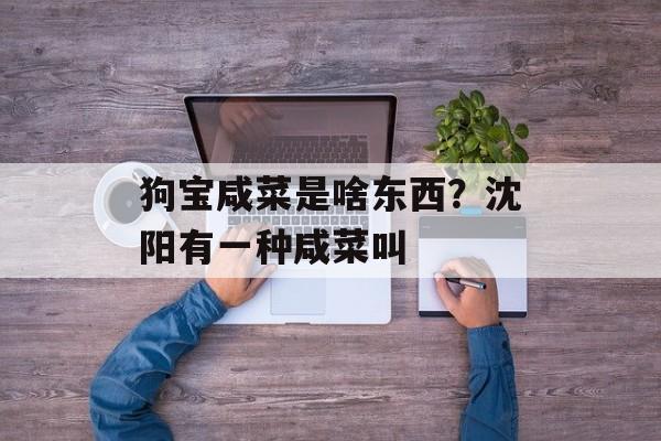 狗宝咸菜是啥东西？沈阳有一种咸菜叫-第1张图片-