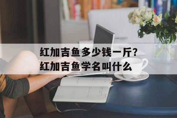 红加吉鱼多少钱一斤？红加吉鱼学名叫什么-第1张图片-