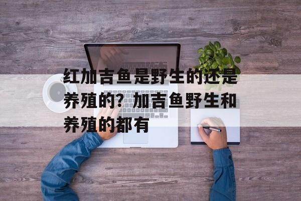 红加吉鱼是野生的还是养殖的?加吉鱼野生和养殖的都有-第1张图片- 红加吉鱼是野生的还是养殖的?加吉鱼野生和养殖的都有-第1张图片-