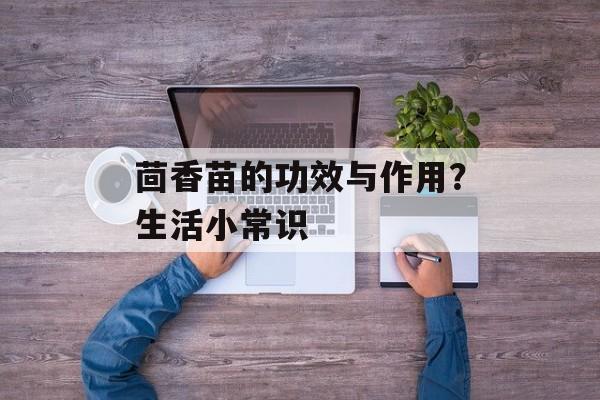 茴香苗的功效与作用？生活小常识-第1张图片-