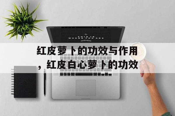 红皮萝卜的功效与作用,红皮白心萝卜的功效-第1张图片- 红皮萝卜的功效与作用,红皮白心萝卜的功效-第1张图片-