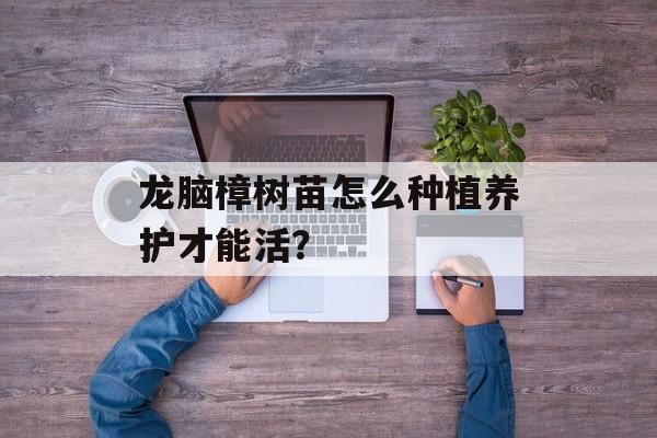 龙脑樟树苗怎么种植养护才能活？-第1张图片-